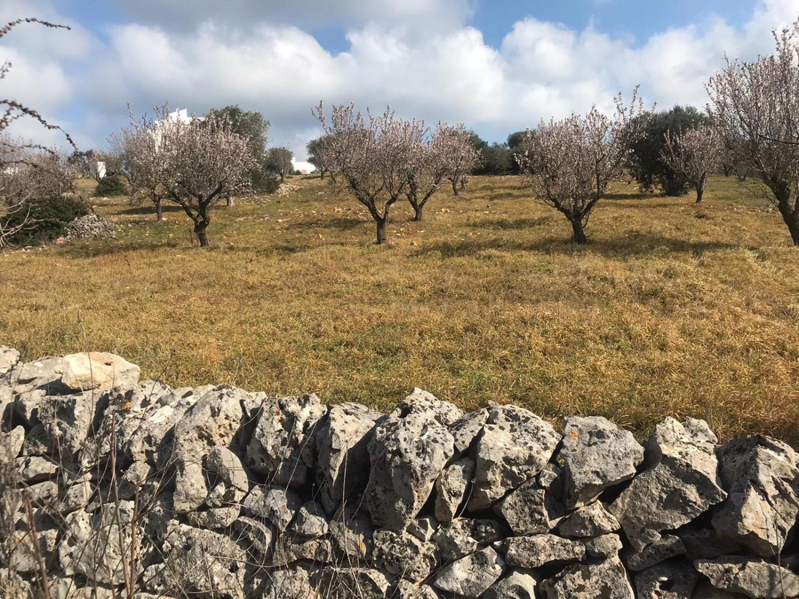 Piccolo Trullo Ostunese Le Jardin De Sophie' Ostuni Dış mekan fotoğraf
