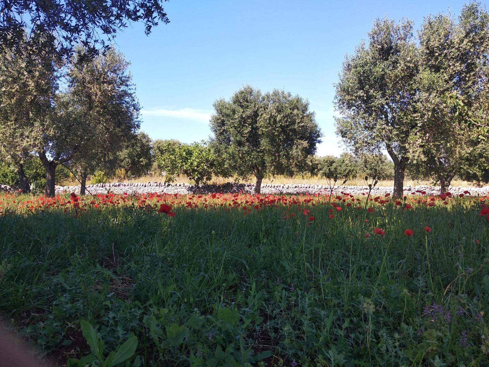 Piccolo Trullo Ostunese Le Jardin De Sophie' Ostuni Dış mekan fotoğraf