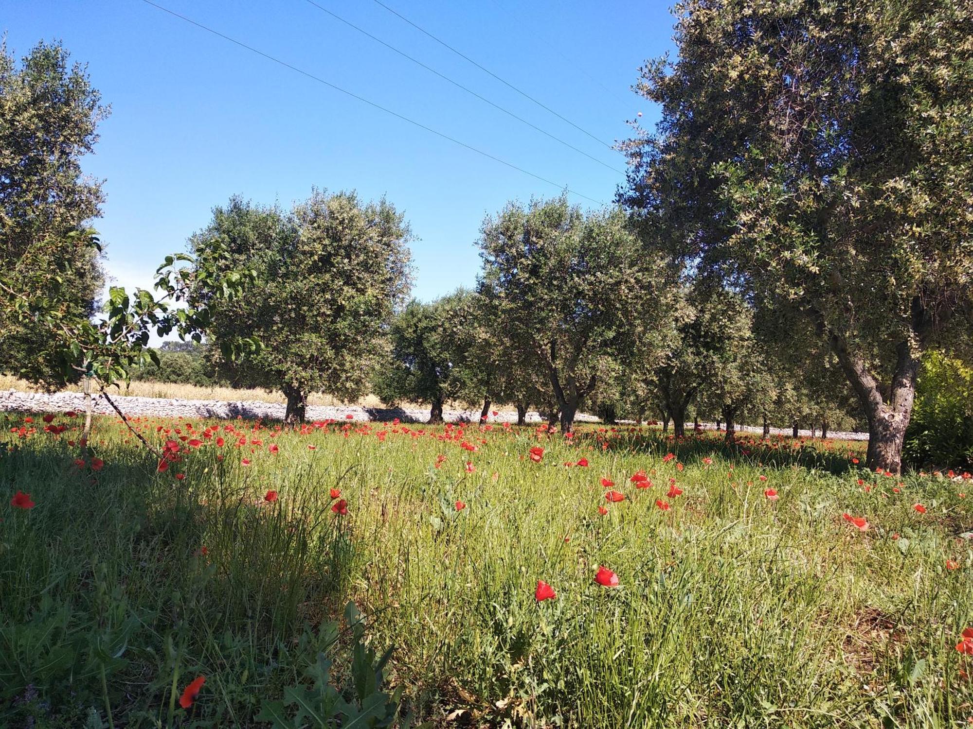 Piccolo Trullo Ostunese Le Jardin De Sophie' Ostuni Dış mekan fotoğraf